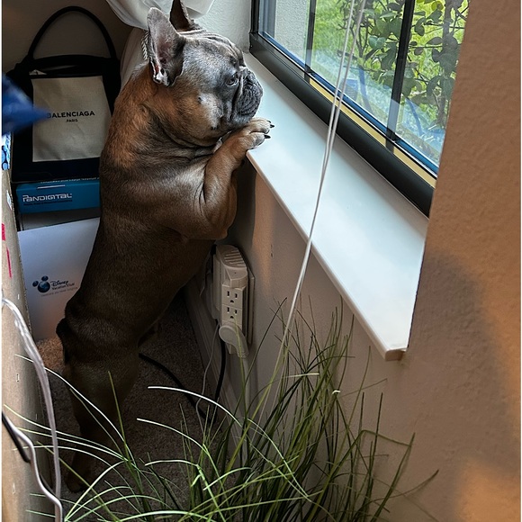 Allergy Alert - Smoke free, pet friendly home! - Picture 11 of 16